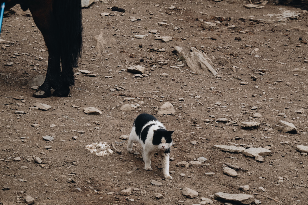 中途休息站的高原猫