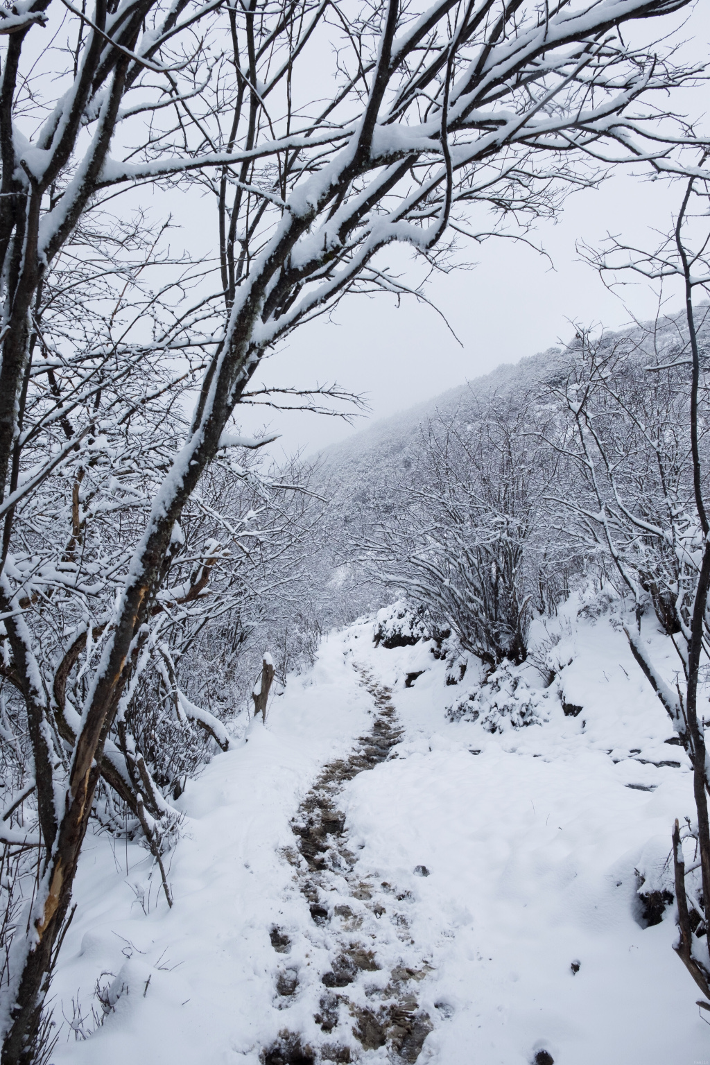 树上也挂满了雪