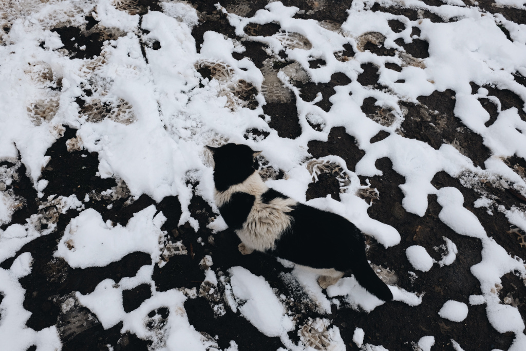 上山时看到的那只猫在雪地里竟然隐形了！
